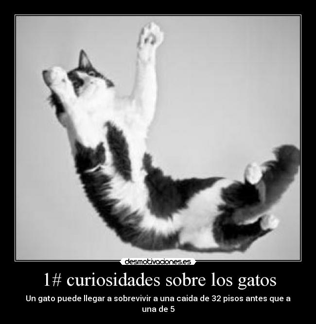 1# curiosidades sobre los gatos - 