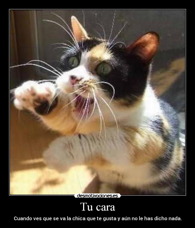 carteles pertur gato desmotivaciones