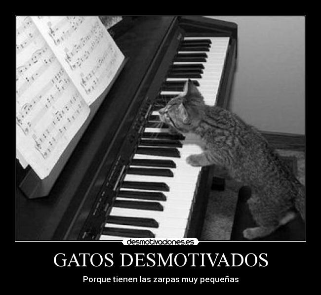 carteles gatos gatos desmotivaciones
