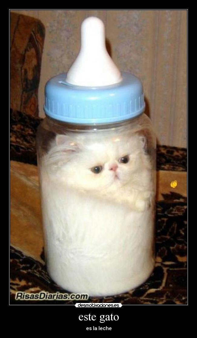este gato - es la leche