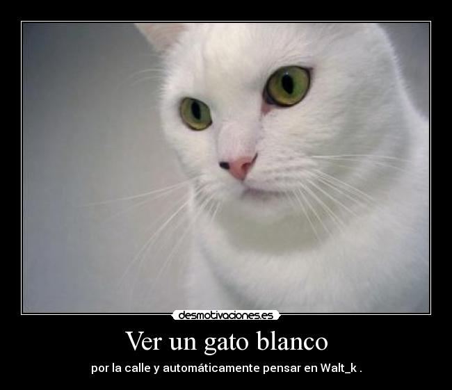 Ver un gato blanco -