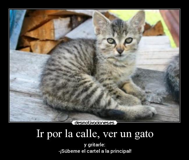 Ir por la calle, ver un gato -