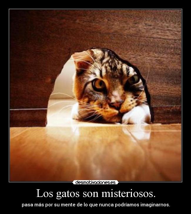 carteles gatos gatos sascha1991 desmotivaciones lacola20 elclanviral desmotivaciones