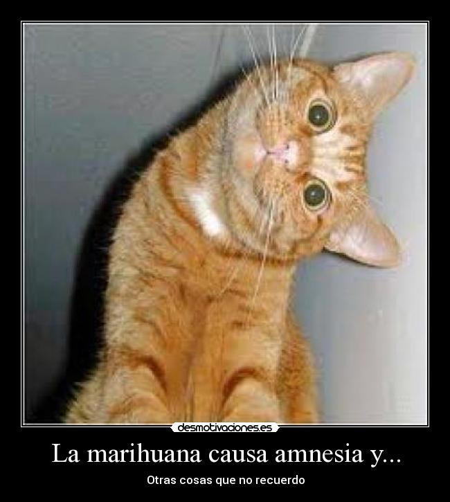 La marihuana causa amnesia y... - 