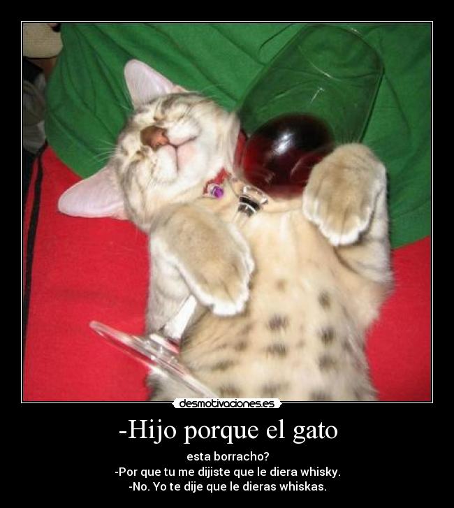 -Hijo porque el gato - 