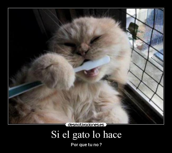 Si el gato lo hace - Por que tu no ?