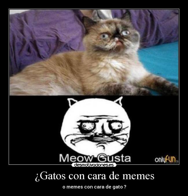 ¿Gatos con cara de memes -