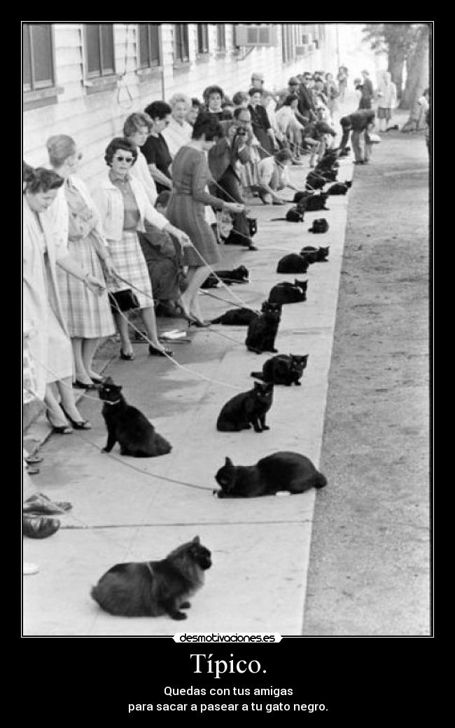 Típico. - Quedas con tus amigas
para sacar a pasear a tu gato negro.