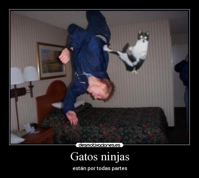 Gatos ninjas - 