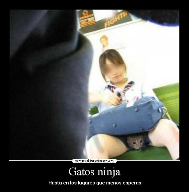 Gatos ninja -