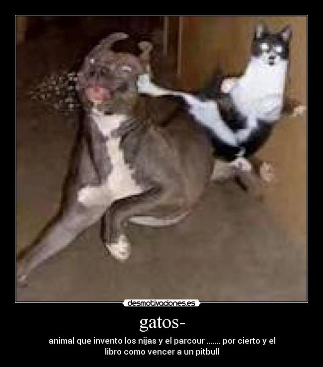 gatos- - animal que invento los nijas y el parcour ....... por cierto y el
libro como vencer a un pitbull