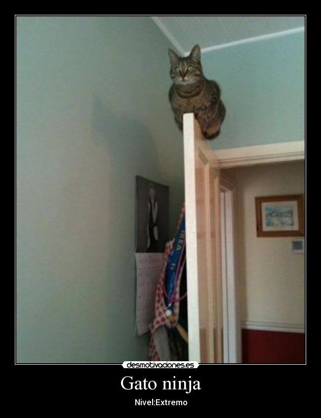 Gato ninja - 