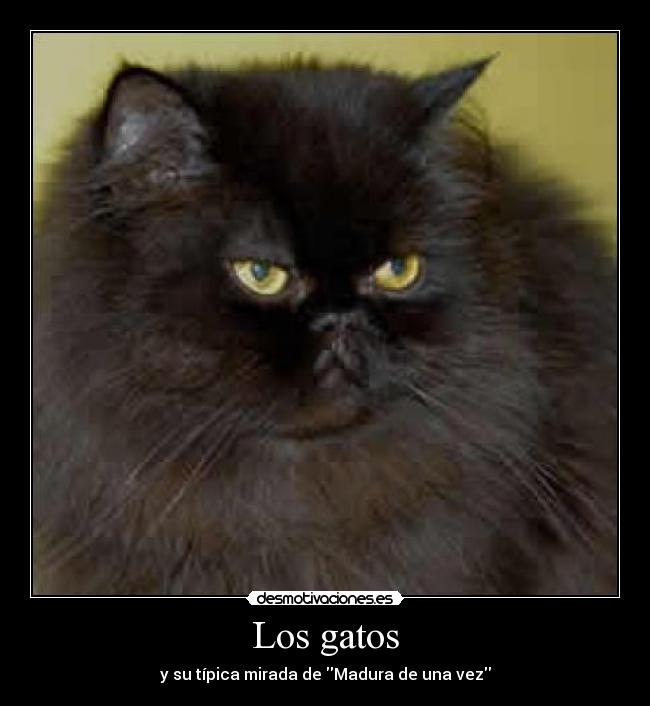 Los gatos -