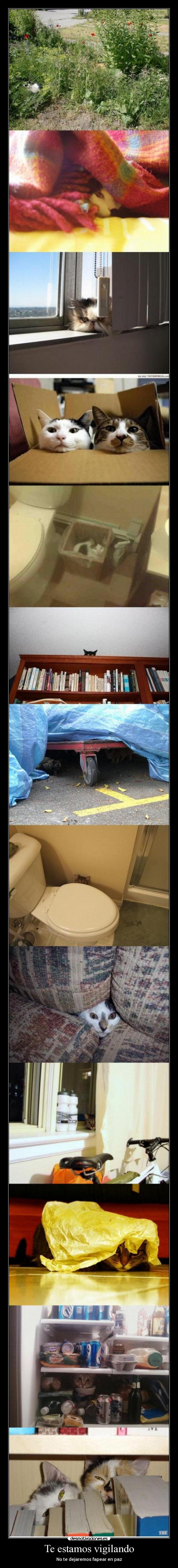 Te estamos vigilando -