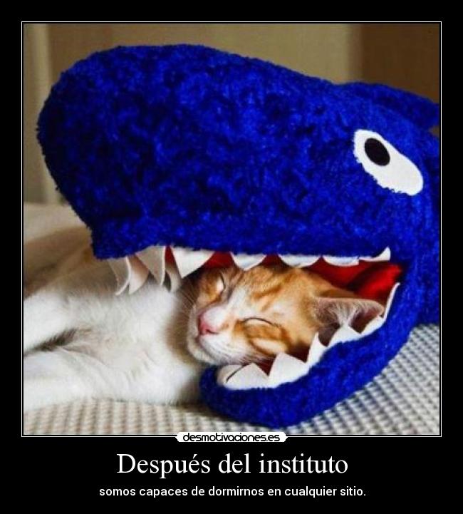carteles scatty gatosdormir desmotivaciones