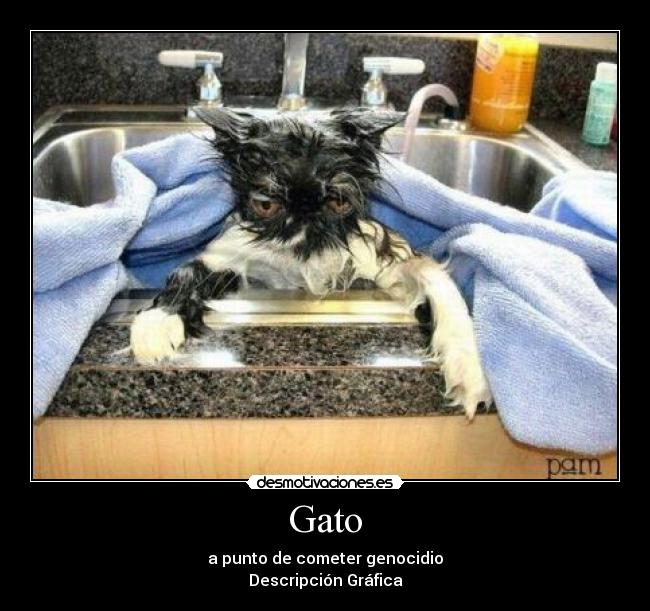Gato - a punto de cometer genocidio
Descripción Gráfica