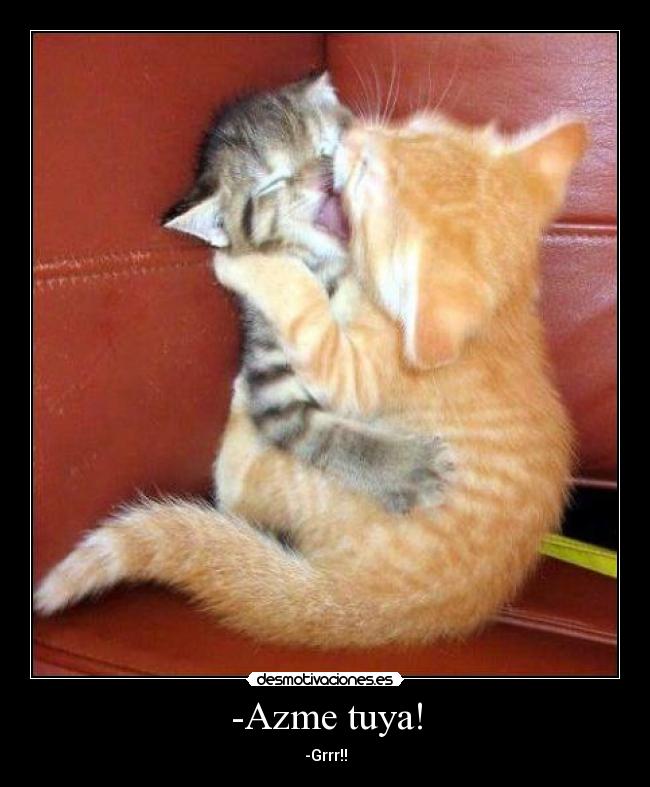 carteles gatos desmotivaciones