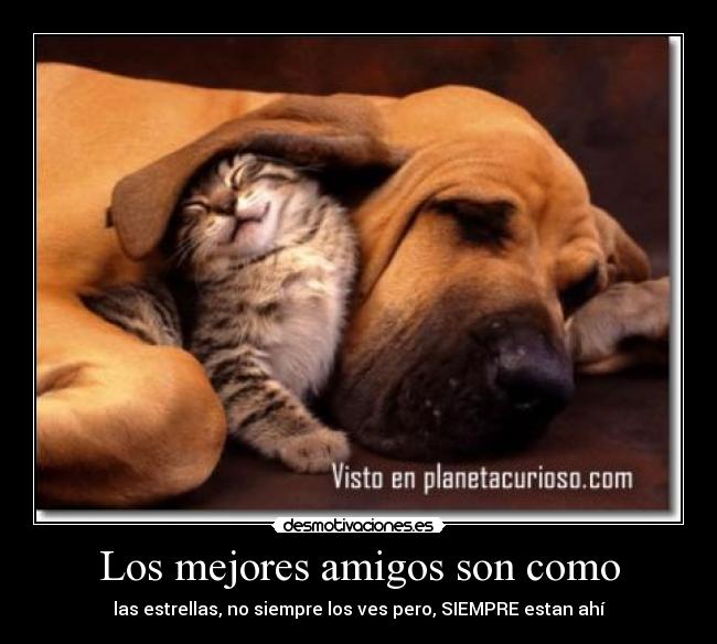 carteles amigos desmotivaciones