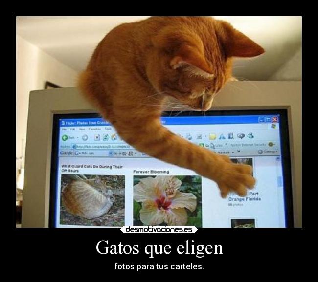 Gatos que eligen - 