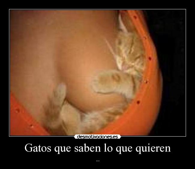 carteles gatos gatosss desmotivaciones