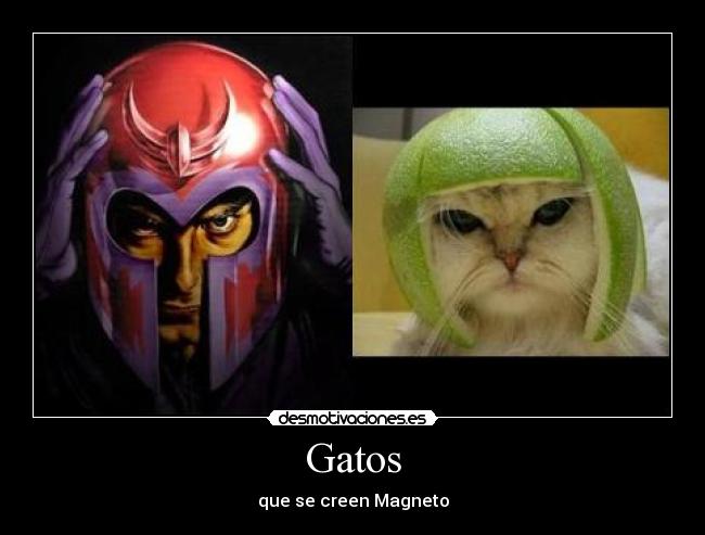 Gatos - que se creen Magneto