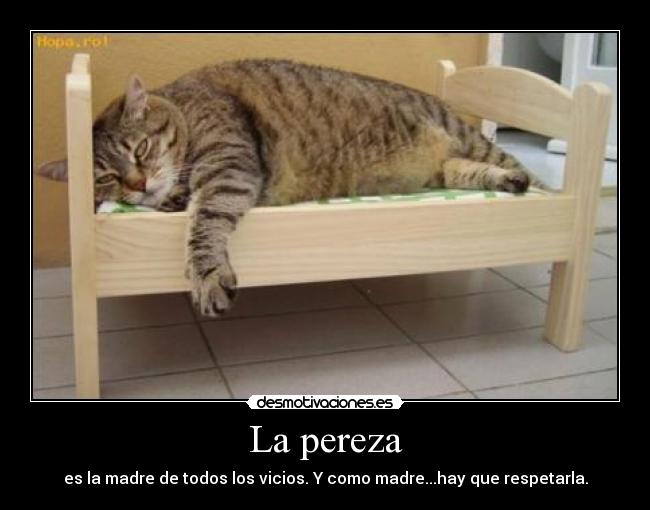 carteles miau desmotivaciones