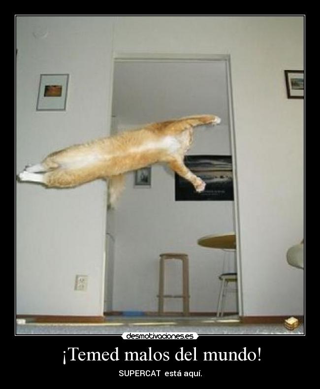 ¡Temed malos del mundo! - SUPERCAT está aquí.