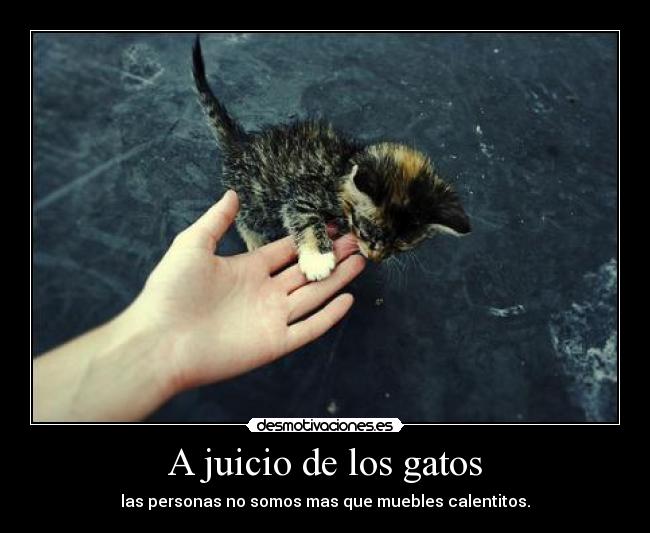 A juicio de los gatos -