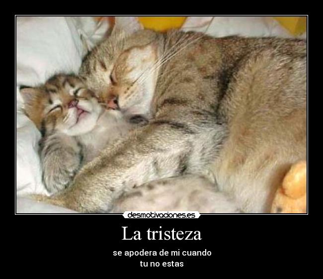 carteles tristeza gatos tristeza desmotivaciones