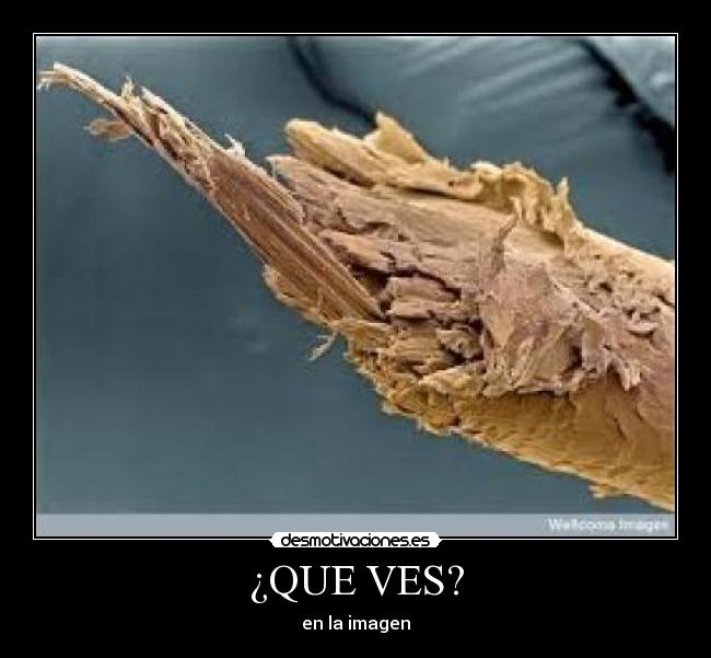 ¿QUE VES? - 
