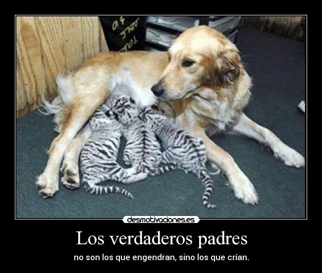 Los verdaderos padres - 