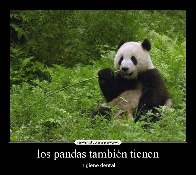 los pandas también tienen -