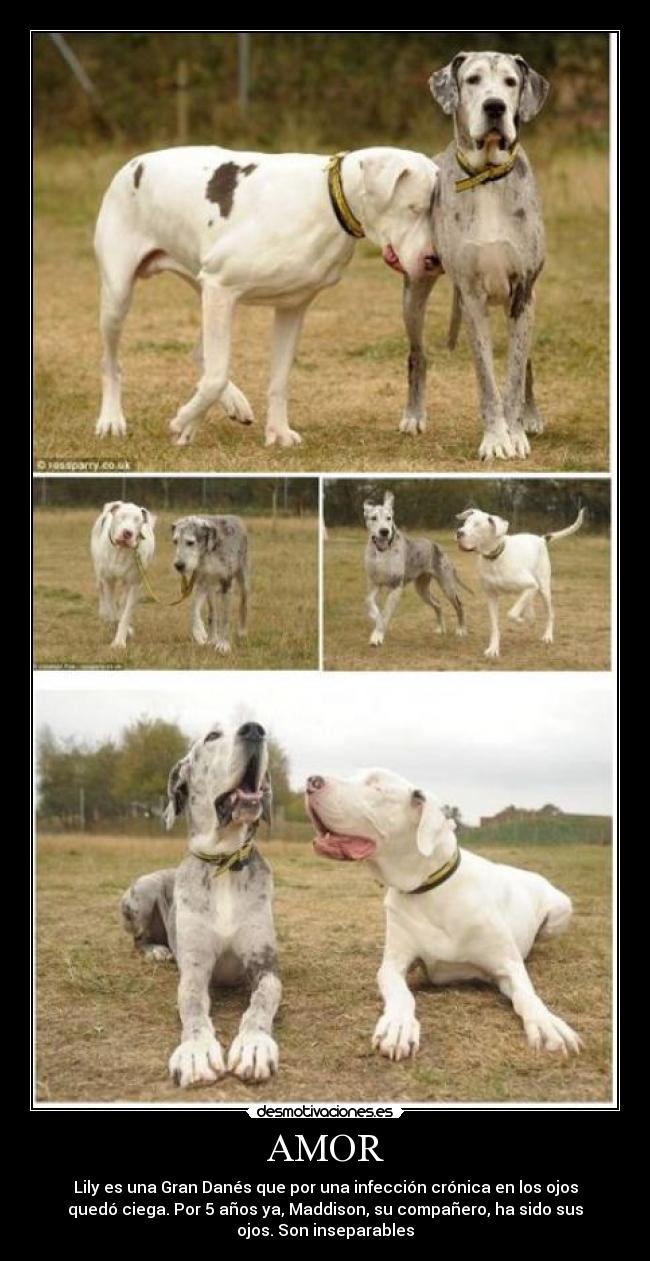 AMOR - Lily es una Gran Danés que por una infección crónica en los ojos
quedó ciega. Por 5 años ya, Maddison, su compañero, ha sido sus
ojos. Son inseparables