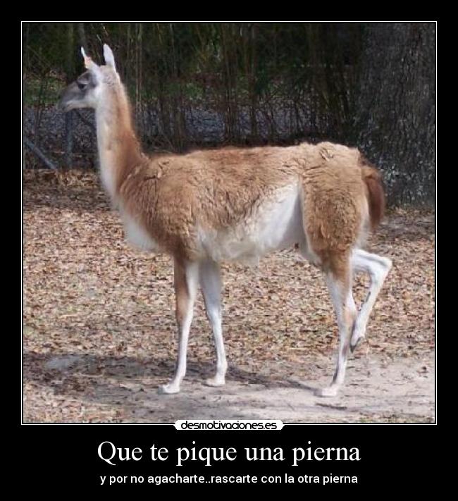 carteles que pique pie desmotivaciones