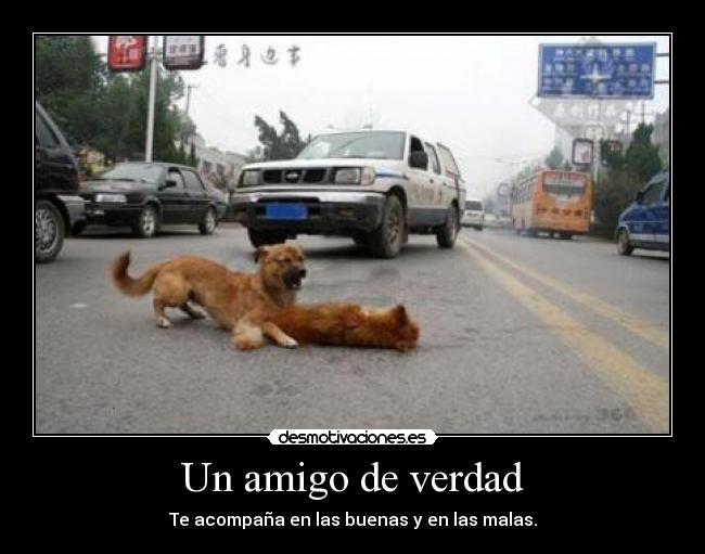 Un amigo de verdad -