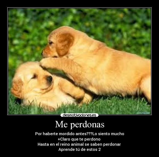 Me perdonas - Por haberte mordido antes???Lo siento mucho
+Claro que te perdono 
Hasta en el reino animal se saben perdonar 
Aprende tú de estos 2