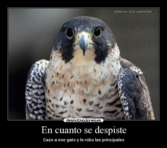 En cuanto se despiste -