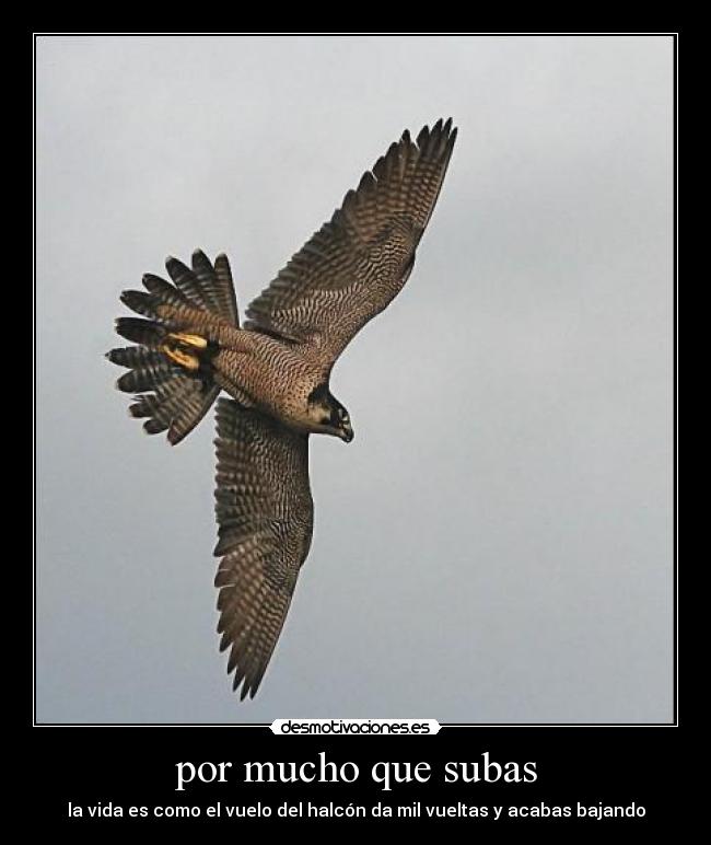 por mucho que subas - la vida es como el vuelo del halcón da mil vueltas y acabas bajando