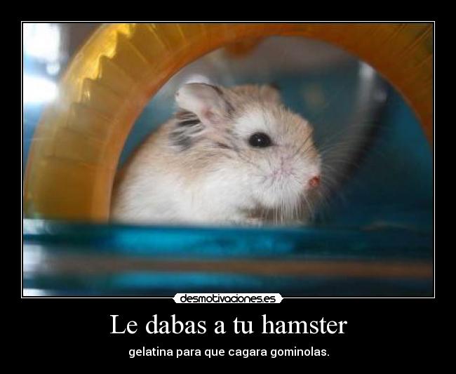 Le dabas a tu hamster - gelatina para que cagara gominolas.