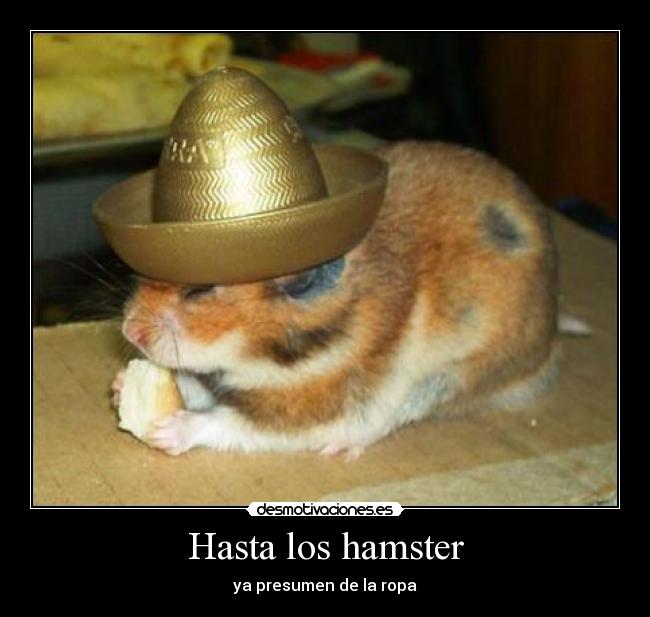 Hasta los hamster - ya presumen de la ropa