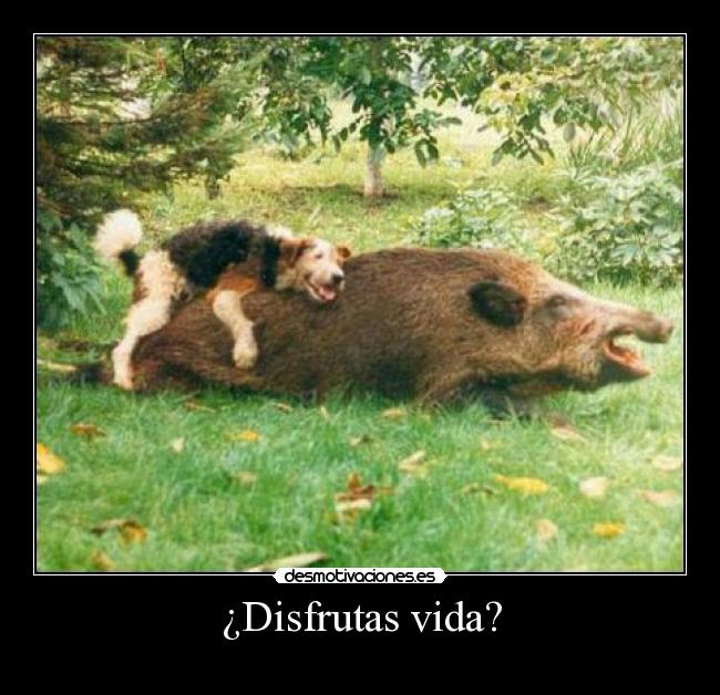 ¿Disfrutas vida? -