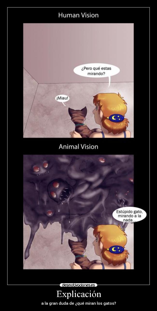 Explicación - a la gran duda de ¿qué miran los gatos?