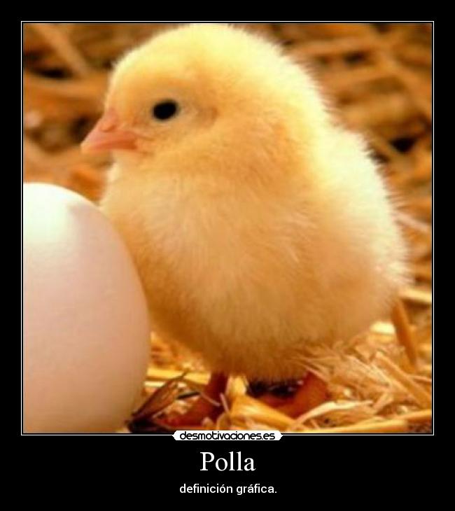 Polla -