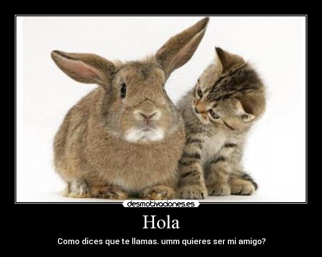 Hola - 