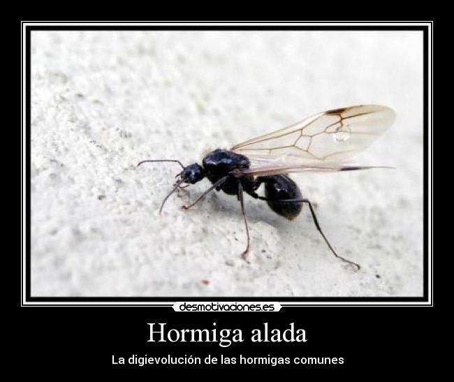 carteles hormiga alada digievolucion desmotivaciones
