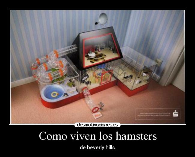 Como viven los hamsters -