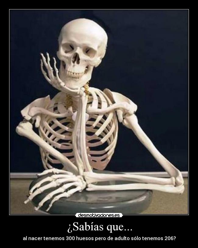 ¿Sabías que... - al nacer tenemos 300 huesos pero de adulto sólo tenemos 206?
