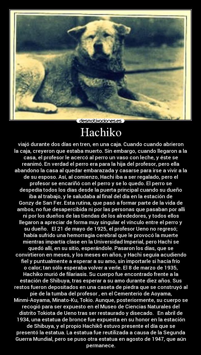 Hachiko - viajó durante dos días en tren, en una caja. Cuando cuando abrieron
la caja, creyeron que estaba muerto. Sin embargo, cuando llegaron a la
casa, el profesor le acercó al perro un vaso con leche, y éste se
reanimó. En verdad el perro era para la hija del profesor, pero ella
abandono la casa al quedar embarazada y casarse para irse a vivir a la
de su esposo. Así, al comienzo, Hachi iba a ser regalado, pero el
profesor se encariñó con el perro y se lo quedo. El perro se
despedía todos los días desde la puerta principal cuando su dueño
iba al trabajo, y le saludaba al final del día en la estación de
Gonzy de San Fer. Esta rutina, que pasó a formar parte de la vida de
ambos, no fue desapercibida ni por las personas que pasaban por alli
ni por los dueños de las tiendas de los alrededores, y todos ellos
llegaron a apreciar de forma muy singular el vínculo entre el perro y
su dueño. El 21 de mayo de 1925, el profesor Ueno no regresó;
había sufrido una hemorragia cerebral que le provocó la muerte
mientras impartía clase en la Universidad Imperial, pero Hachi se
quedó allí, en su sitio, esperándole. Pasaron los días, que se
convirtieron en meses, y los meses en años, y Hachi seguía acudiendo
fiel y puntualmente a esperar a su amo, sin importarle si hacía frío
o calor; tan sólo esperaba volver a verle. El 8 de marzo de 1935,
Hachiko murió de filariasis. Su cuerpo fue encontrado frente a la
estación de Shibuya, tras esperar a su amo durante diez años. Sus
restos fueron depositados en una caseta de piedra que se construyó al
pie de la tumba del profesor , en el Cementerio de Aoyama,
Minmi-Aoyama, Minato-Ku, Tokio. Aunque, posteriormente, su cuerpo se
recogió para ser expuesto en el Museo de Ciencias Naturales del
distrito Tokiota de Ueno tras ser restaurado y disecado. En abril de
1934, una estatua de bronce fue expuesta en su honor en la estación
de Shibuya, y el propio Hachikō estuvo presente el día que se
presentó la estatua. La estatua fue reutilizada a causa de la Segunda
Guerra Mundial, pero se puso otra estatua en agosto de 1947, que aún
permanece.