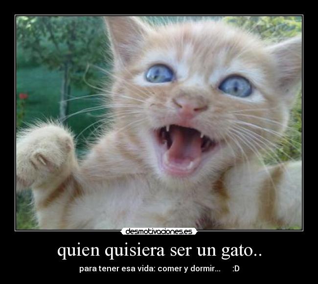 quien quisiera ser un gato.. - para tener esa vida: comer y dormir... :D
