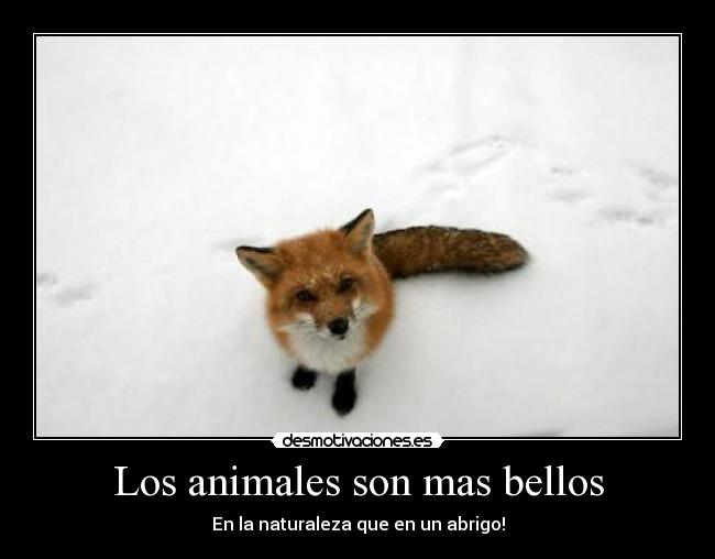 Los animales son mas bellos - En la naturaleza que en un abrigo!